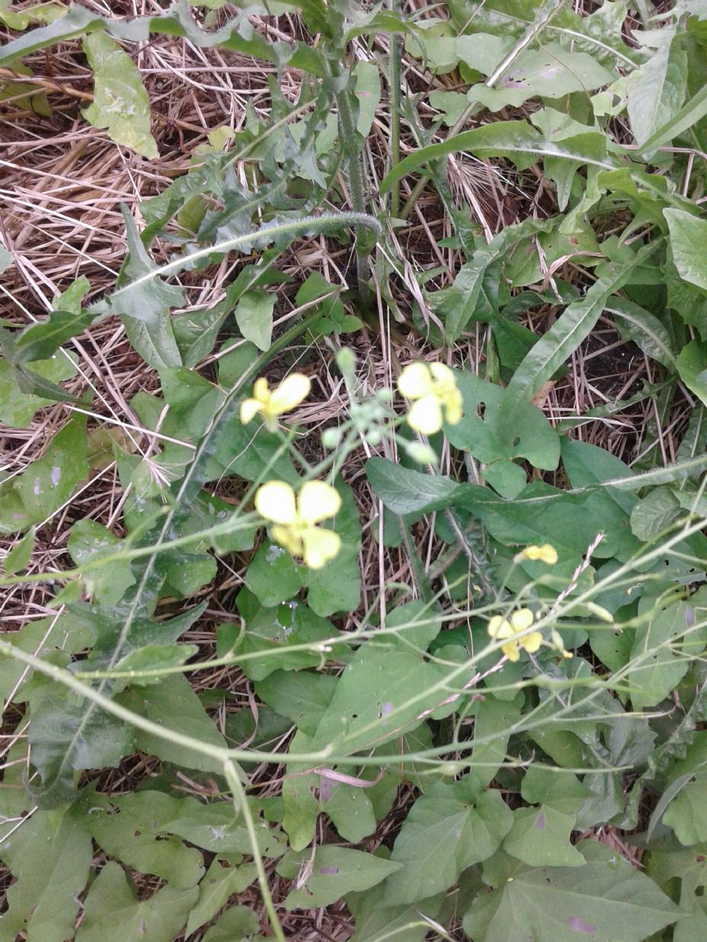 Pisellini strani:  Raphanus raphanistrum (Brassicaceae)