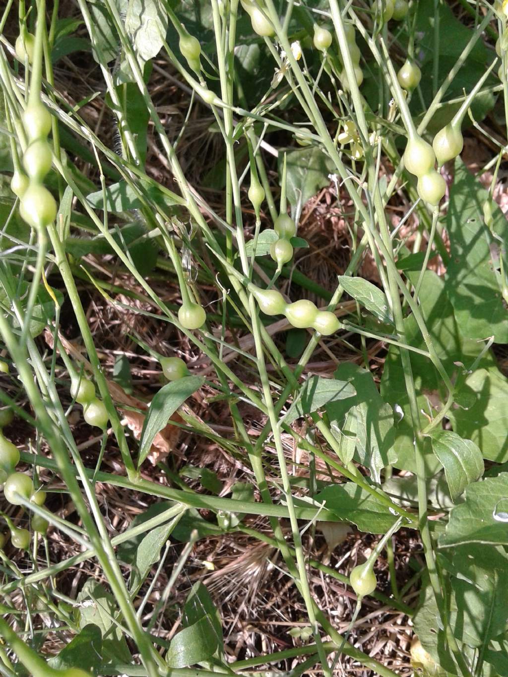 Pisellini strani:  Raphanus raphanistrum (Brassicaceae)