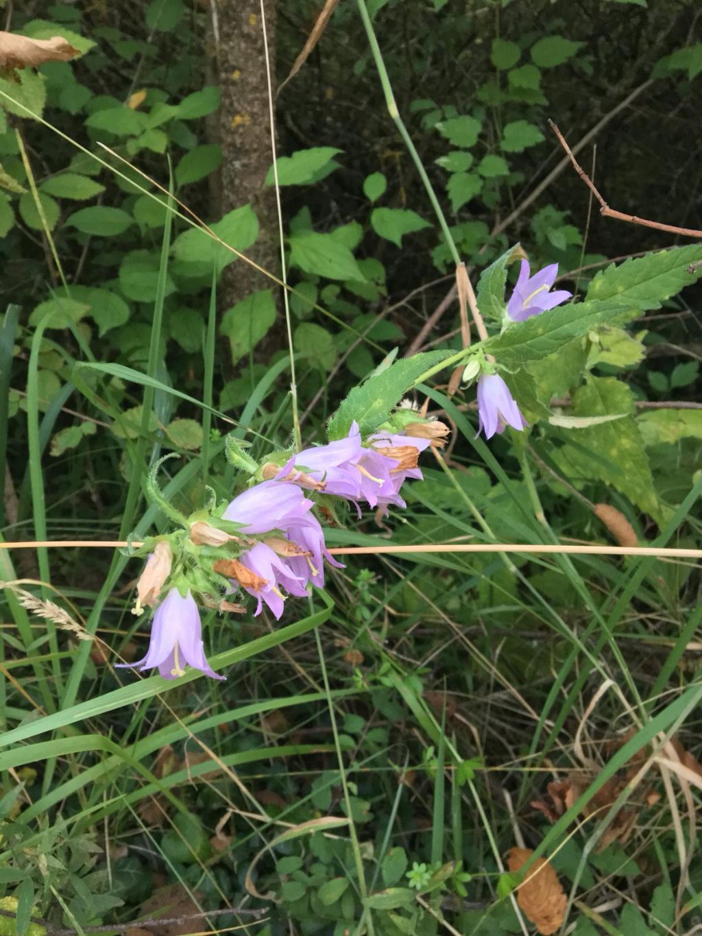 Fiori azzurri stupendi - Campanula trachelium