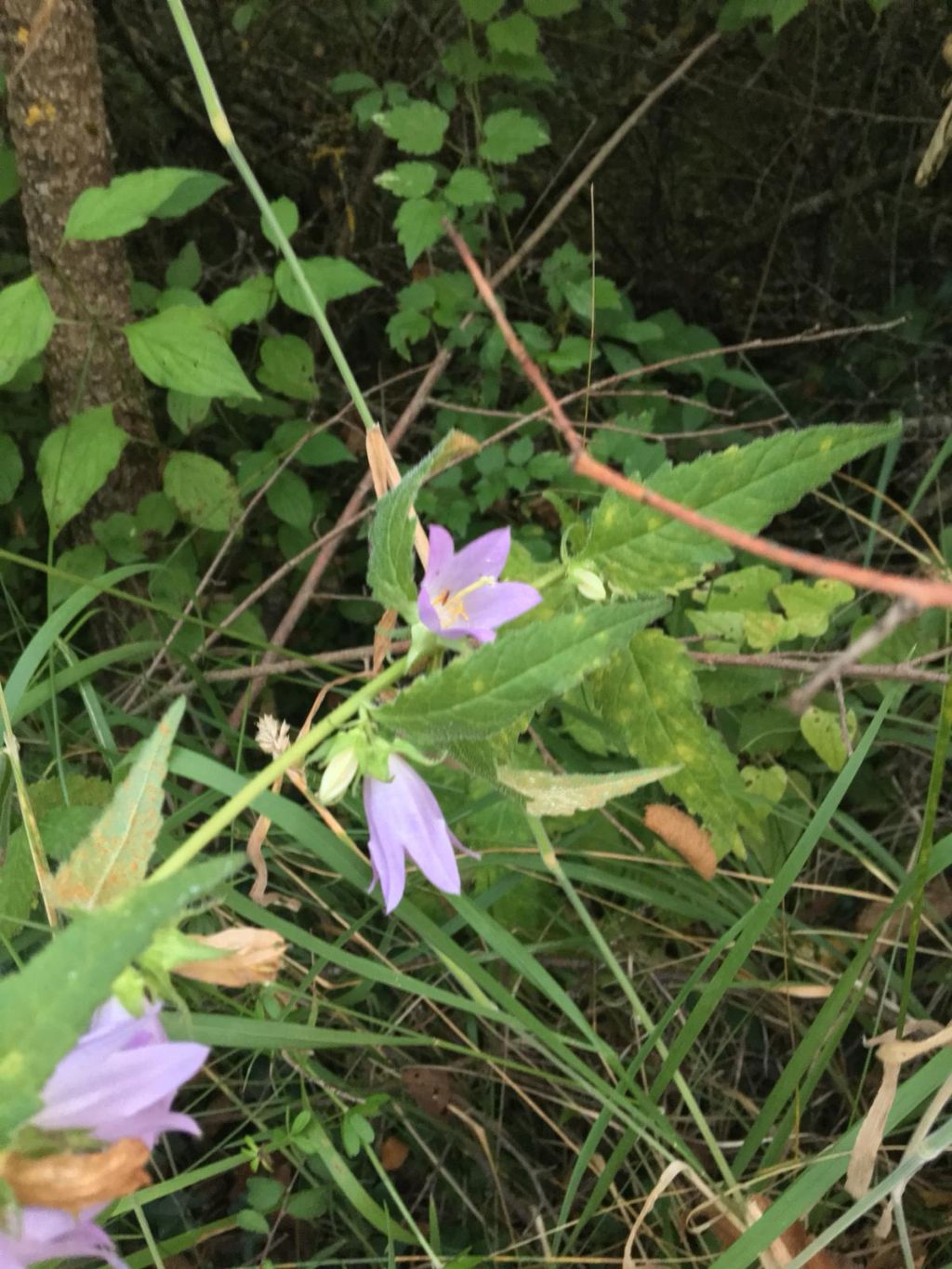 Fiori azzurri stupendi - Campanula trachelium