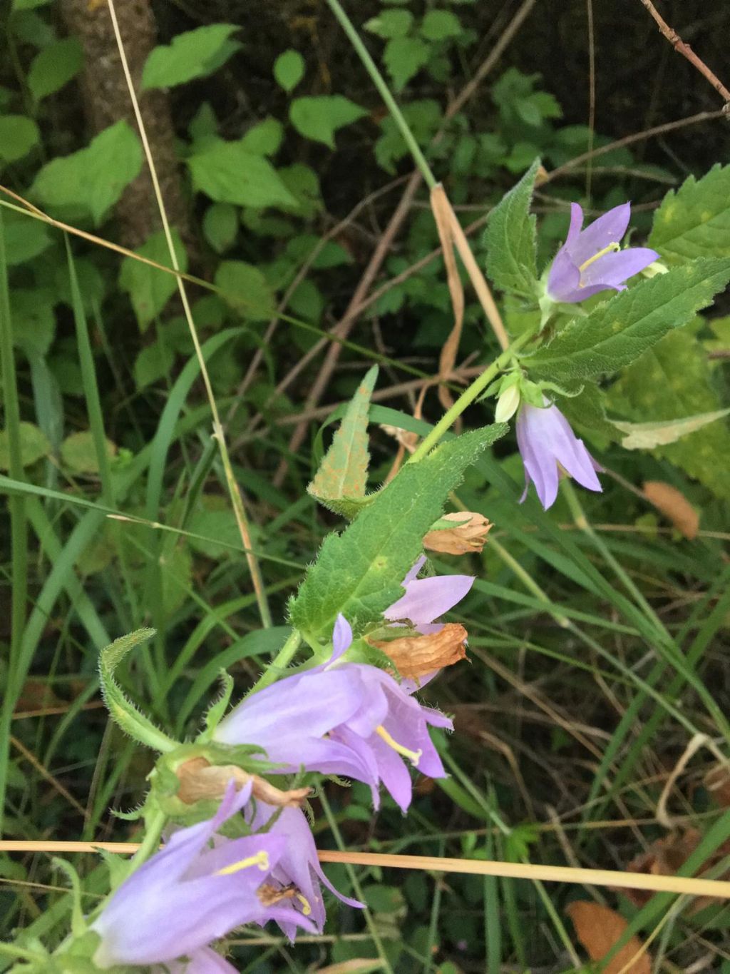 Fiori azzurri stupendi - Campanula trachelium