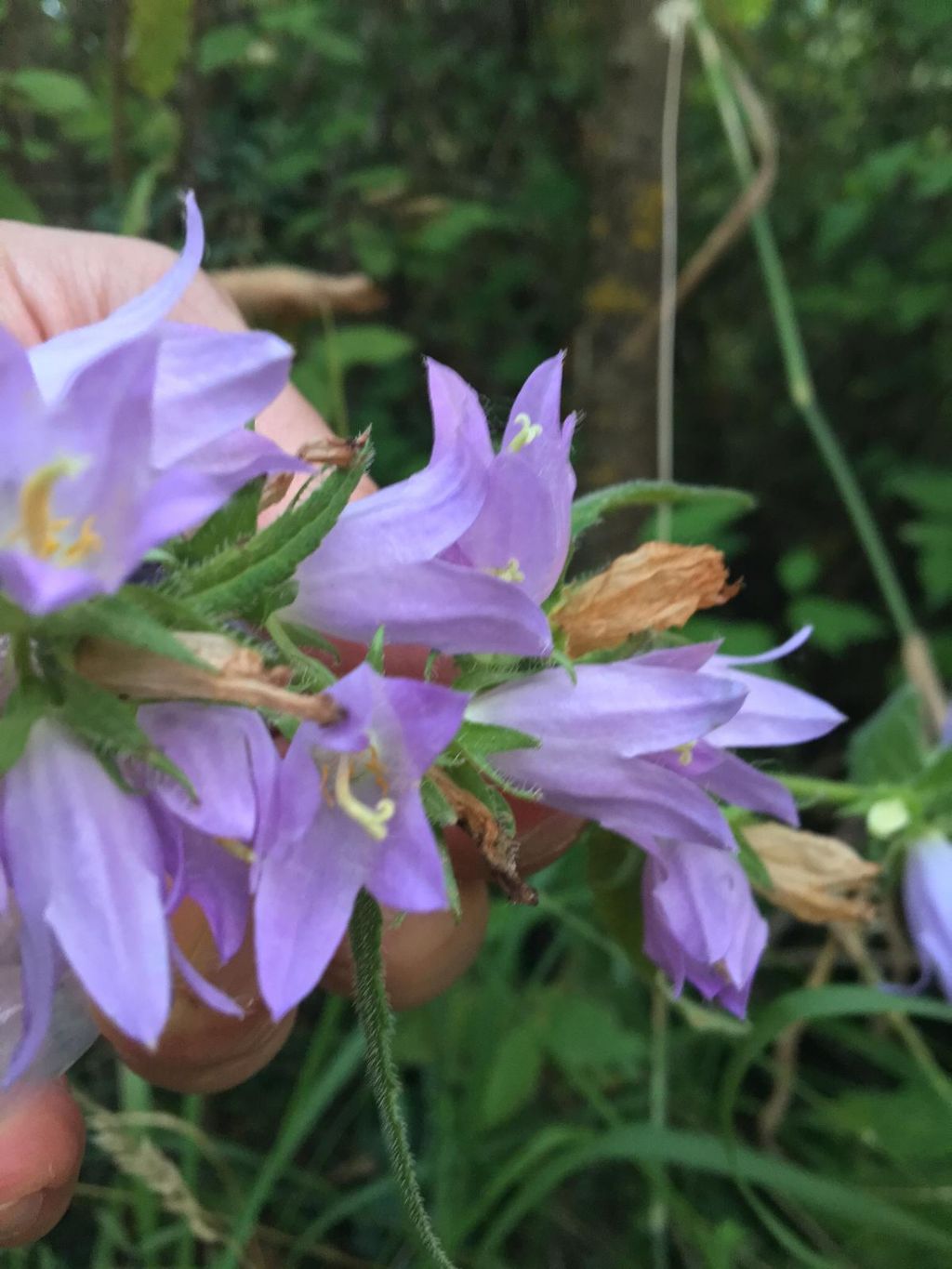 Fiori azzurri stupendi - Campanula trachelium