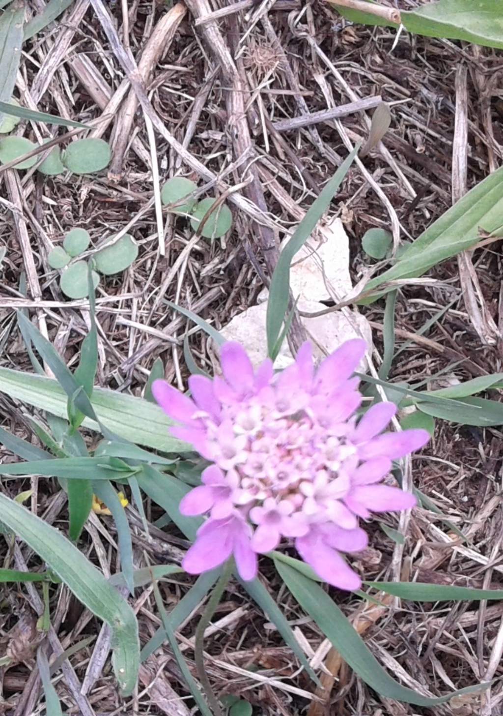 Sixalis atropurpurea (Caprifoliaceae)