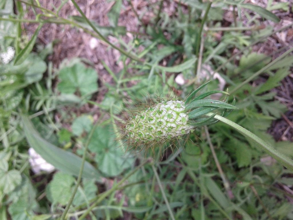 Sixalis atropurpurea (Caprifoliaceae)