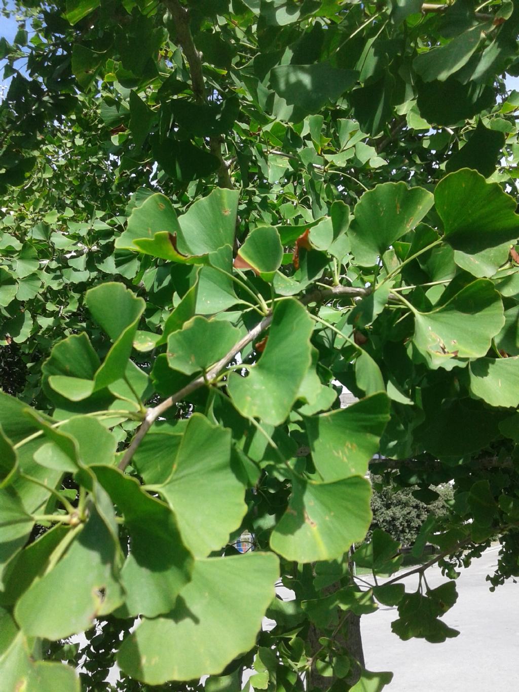 FOGLIE A VENTAGLIO - Ginkgo biloba L. (Ginkgoaceae)