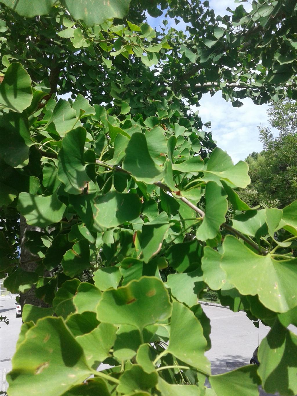 FOGLIE A VENTAGLIO - Ginkgo biloba L. (Ginkgoaceae)