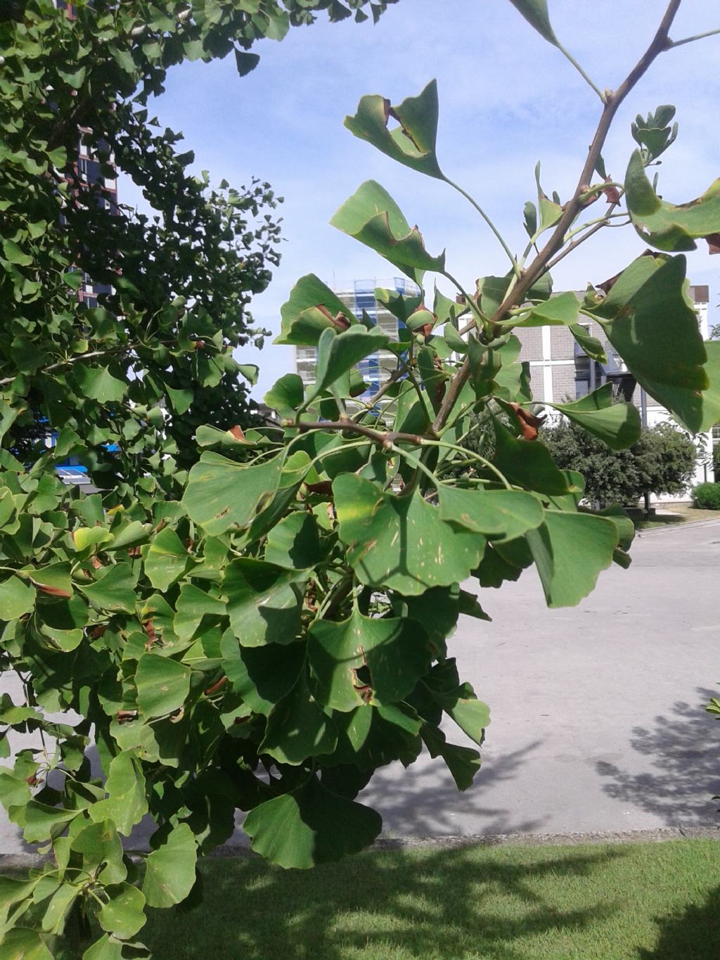 FOGLIE A VENTAGLIO - Ginkgo biloba L. (Ginkgoaceae)