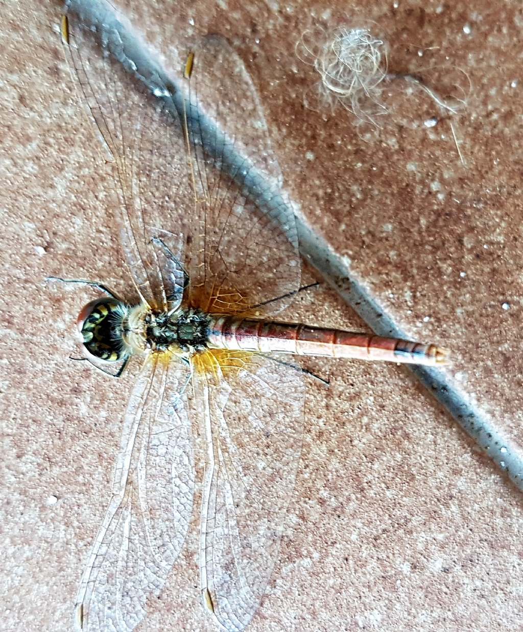 Sympetrum fonscolombii, femmina