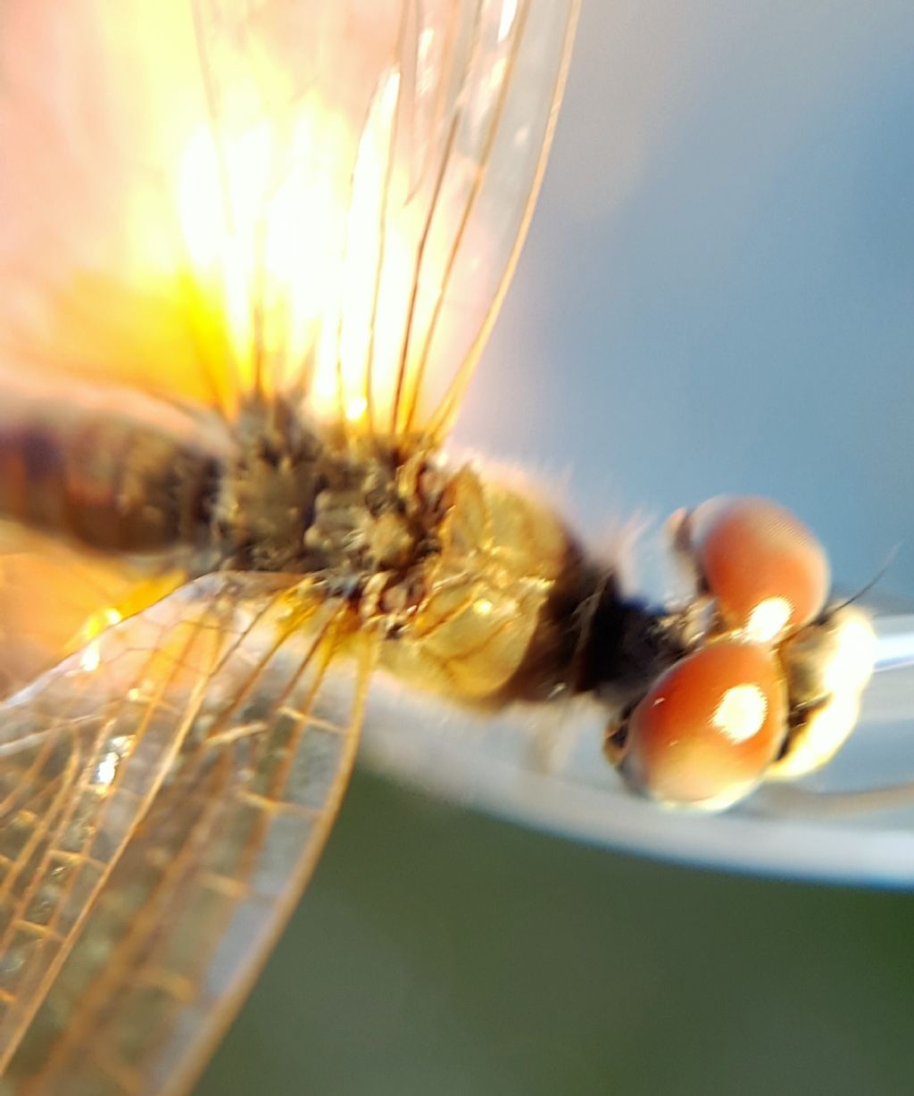 Sympetrum fonscolombii, femmina