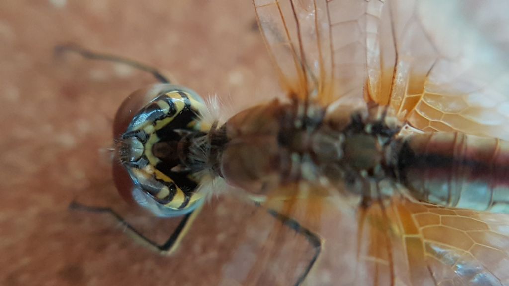 Sympetrum fonscolombii, femmina