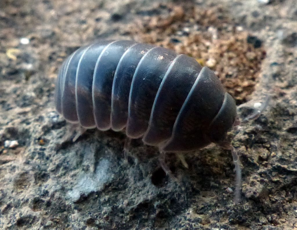 Isopoda da identificare