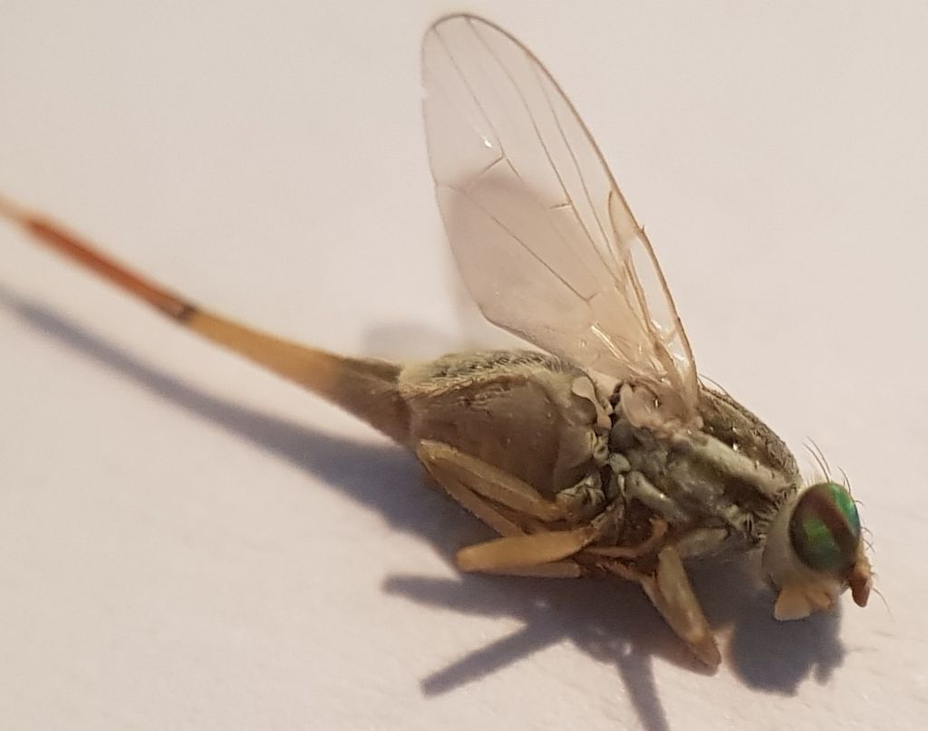 Terellia serratulae, femmina (Tephritidae)