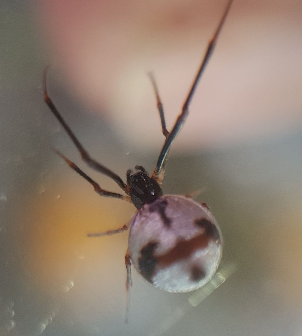 Argyrodes argyrodes, femmina - Pantelleria