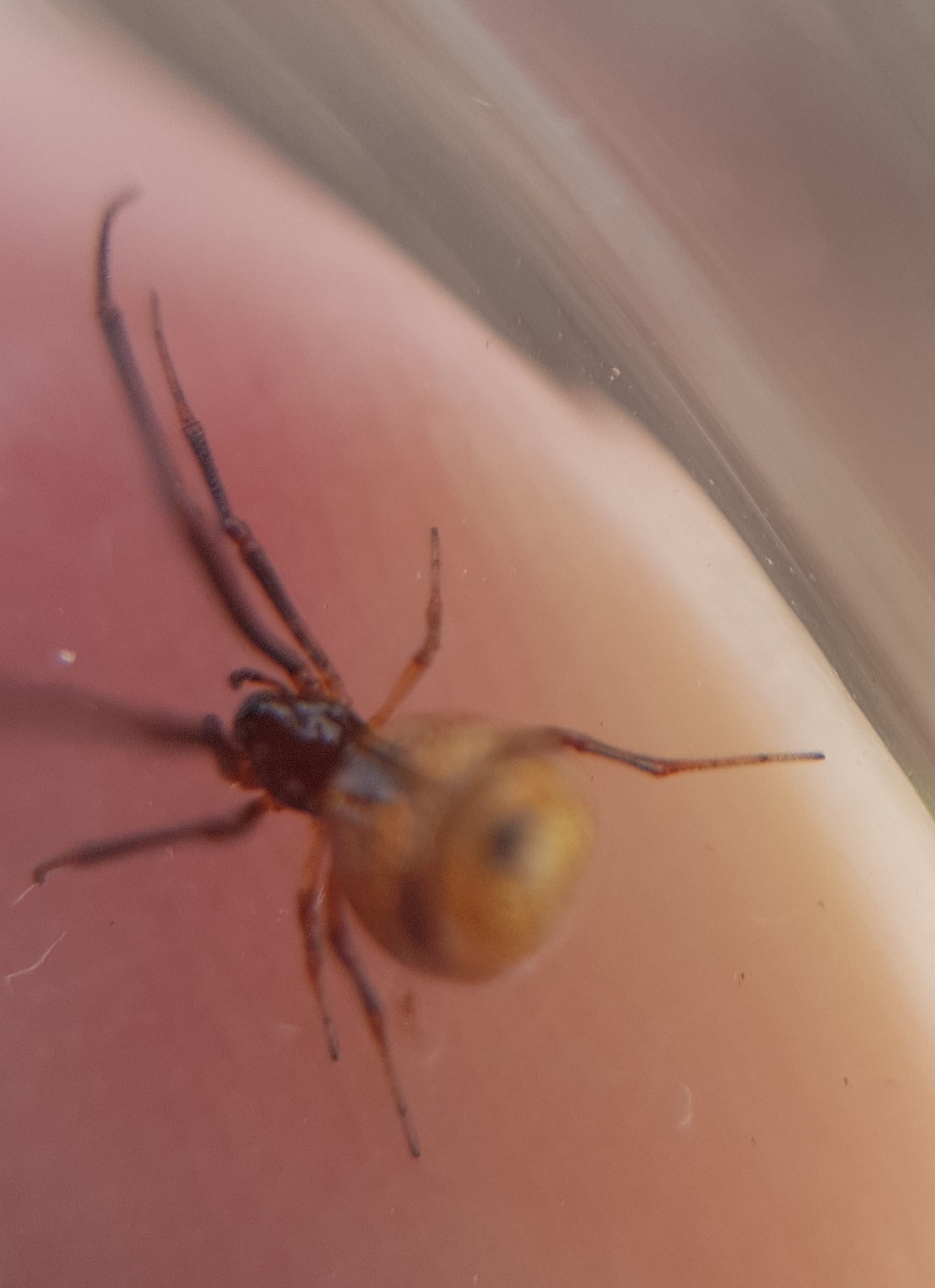 Argyrodes argyrodes, femmina - Pantelleria