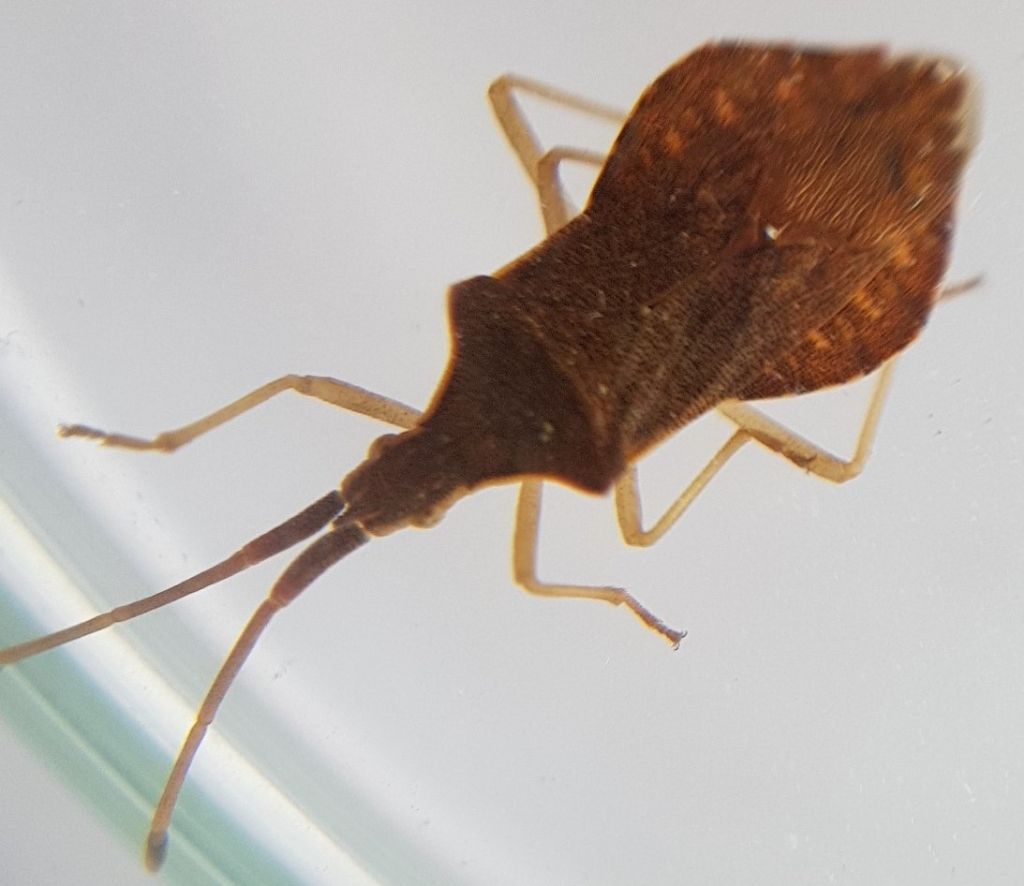 Coreidae: Haploprocta sulcicornis