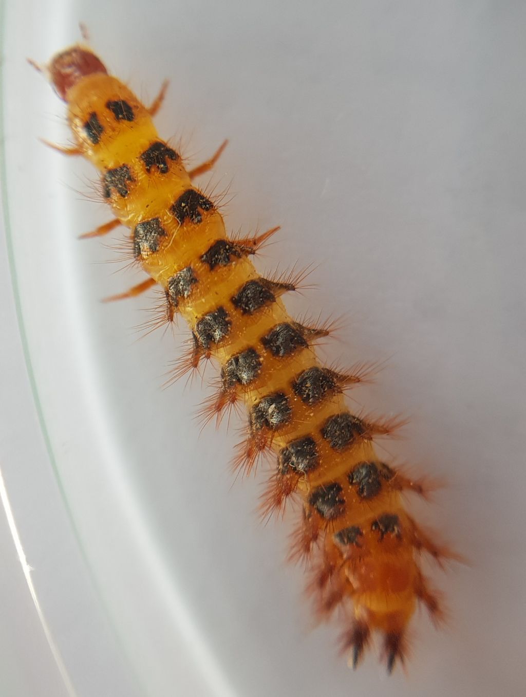 Larva di Drilus flavescens  (Drilidae)