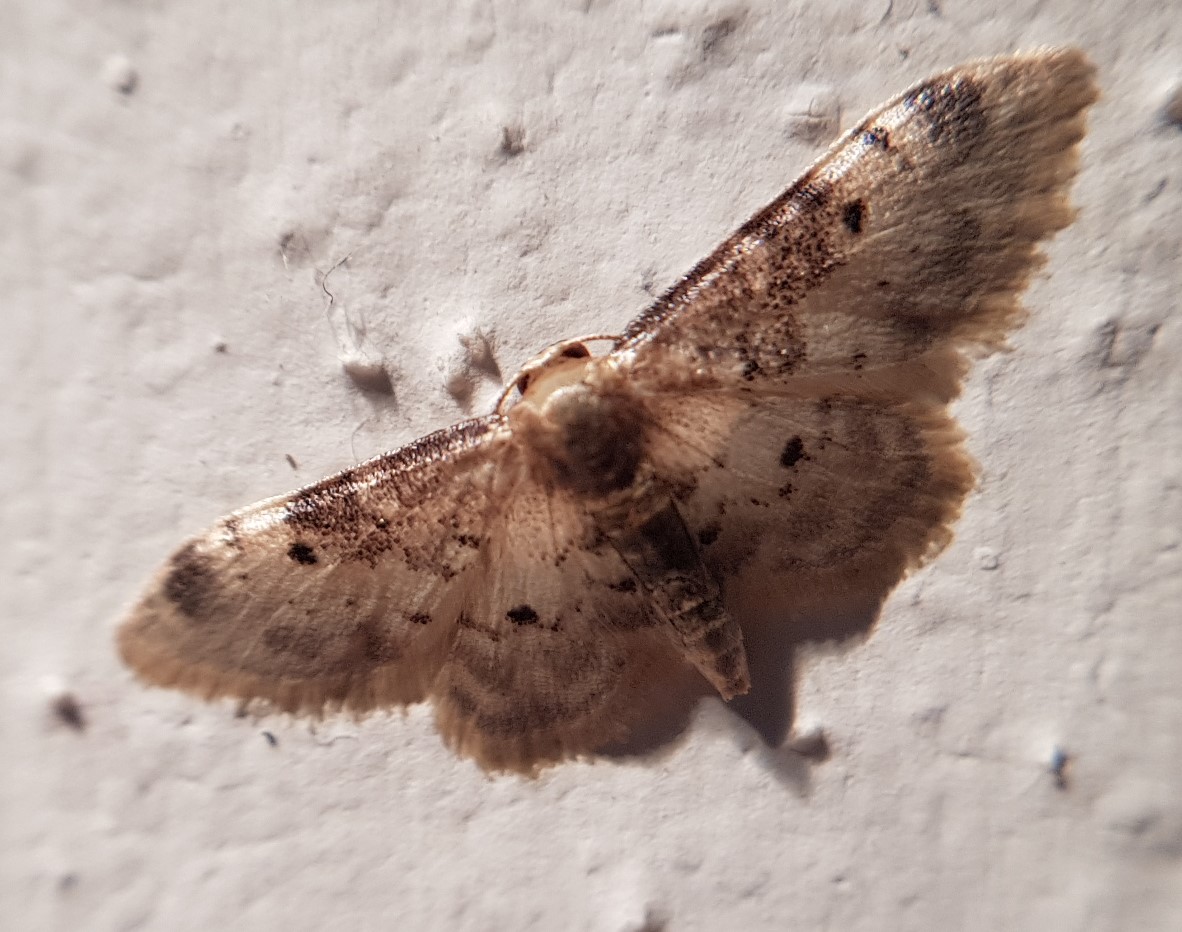 Idaea filicata (Geometridae)