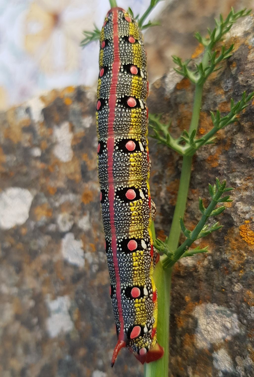 Bruco di Hyles sp. (Sphingidae)