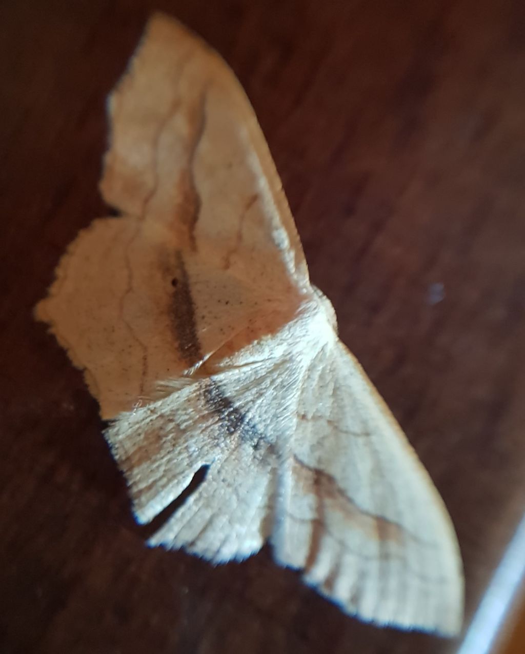 Scopula imitaria - Geometridae