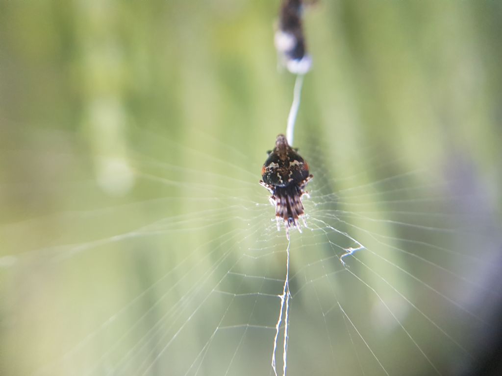 Cyclosa cfr insulana - Pantelleria