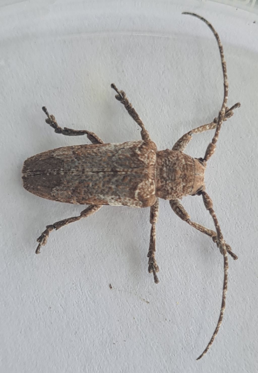 Cerambycidae: Niphona picticornis