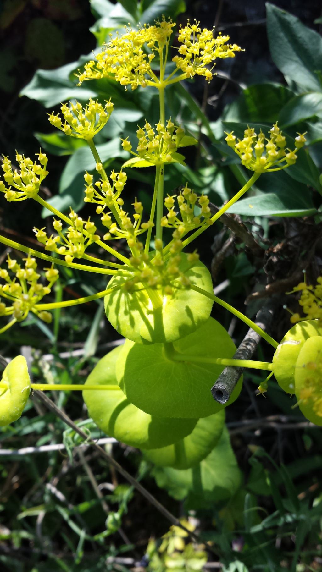 Smyrnium perfoliatum subsp. rotundifolium