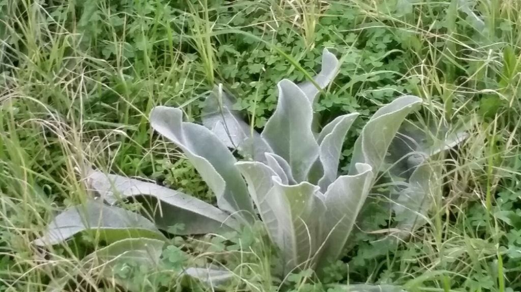 Verbascum sp.