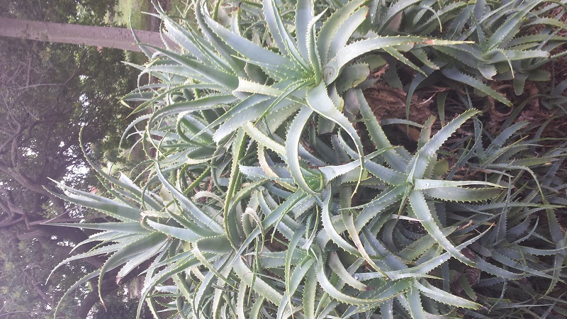 Aloe cfr. arborescens (Asparagales - Xanthrrhoesceae)