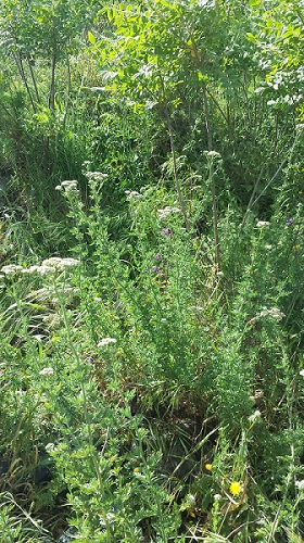 piante da determinare Artemisia? no, Achillea sp.