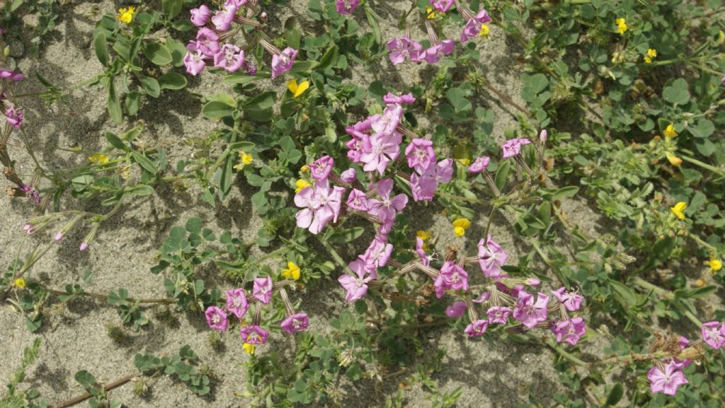 silene dioica? no, Silene gruppo colorata