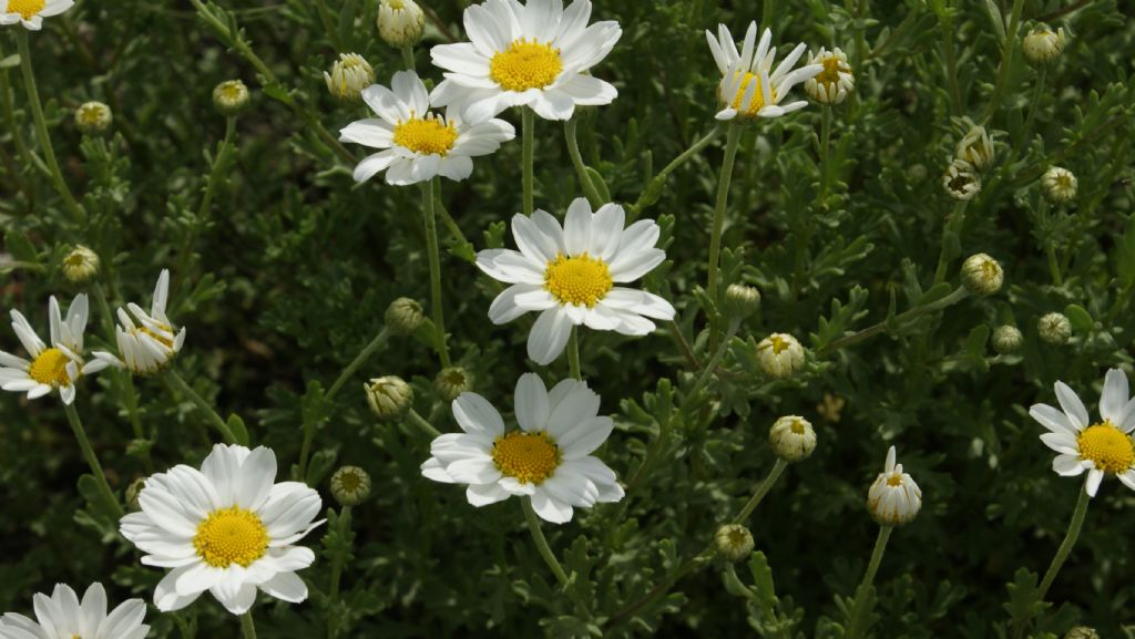 sembra ma non  una margherita - Anthemis cfr. maritima