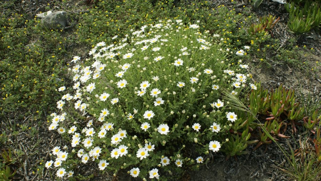 sembra ma non  una margherita - Anthemis cfr. maritima