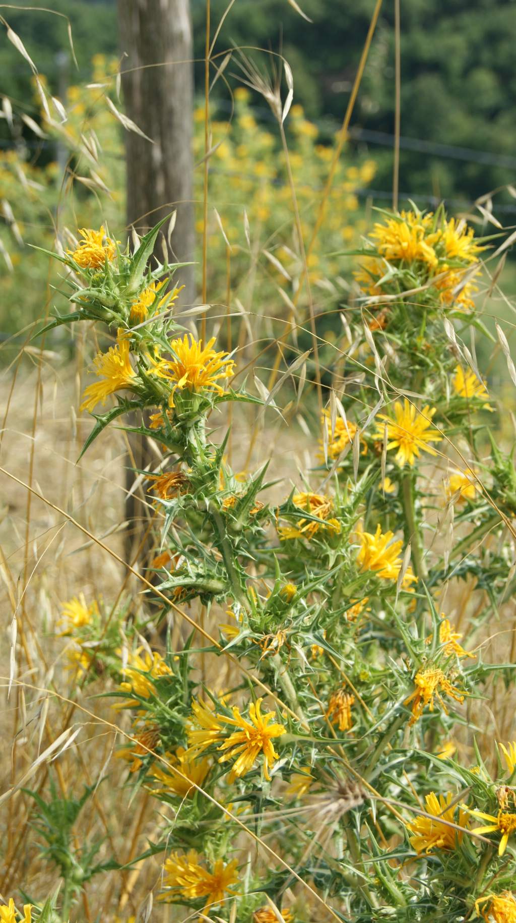 Scolymus hispanicus