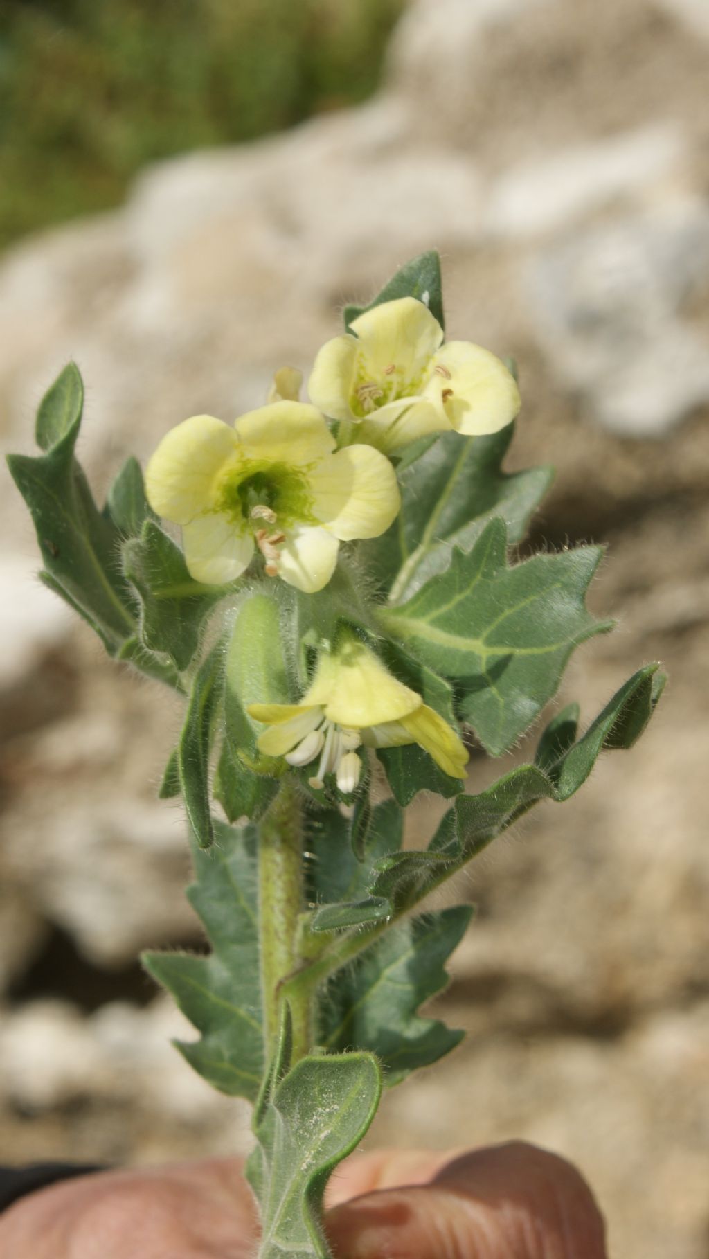 Hyoscyamus albus L.