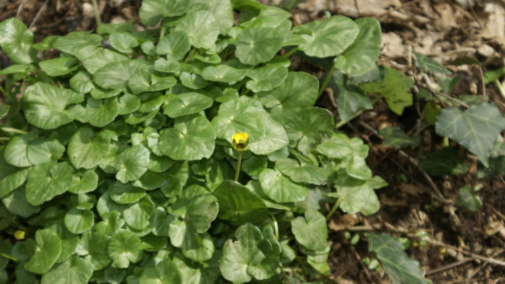 tapppeto--in castagneto - Ranunculus ficaria