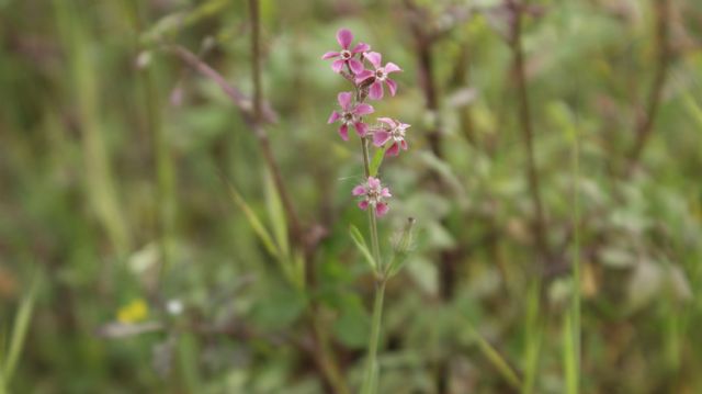 Silene gallica