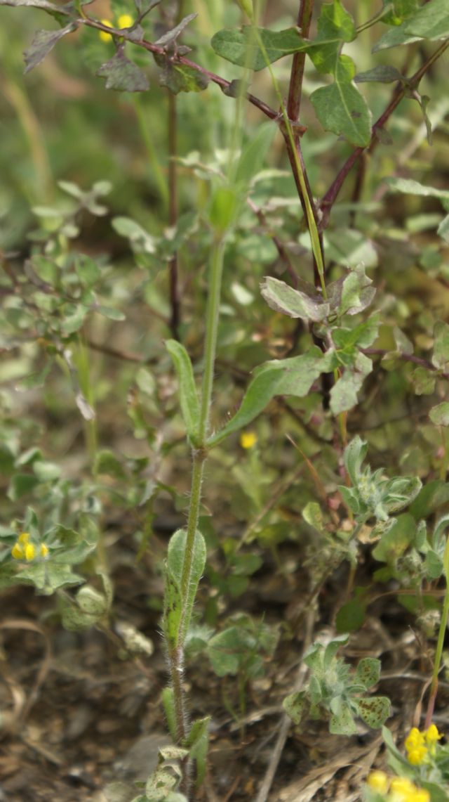 Silene gallica