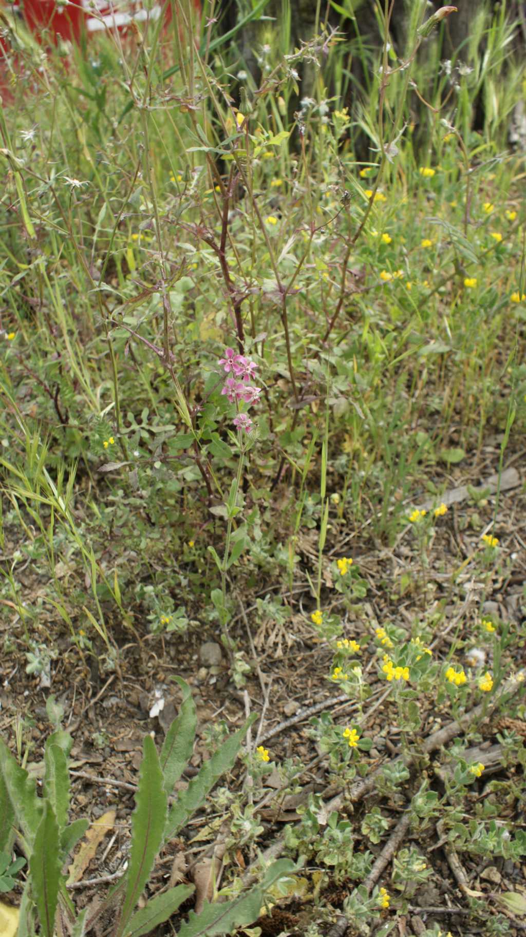 Silene gallica