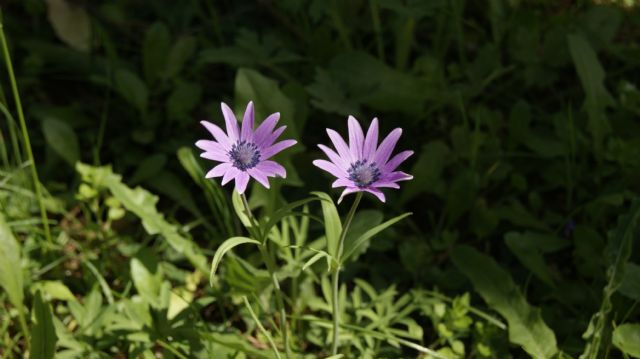 Anemone hortensis