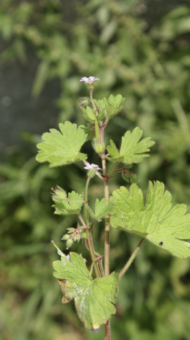 Geranium rotundifolium