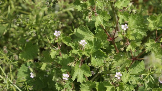 Geranium rotundifolium