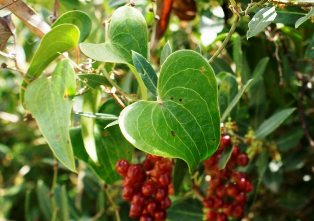 Smilax aspera / Salsapariglia