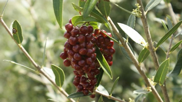 Smilax aspera / Salsapariglia