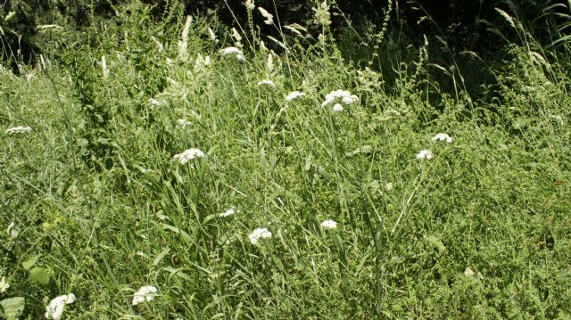 Oenanthe pimpinelloides / Finocchio acquatico comune