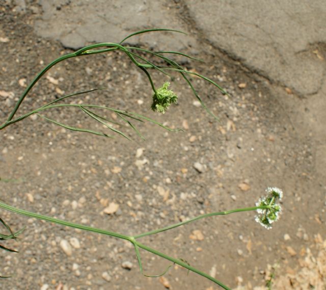 Oenanthe pimpinelloides / Finocchio acquatico comune