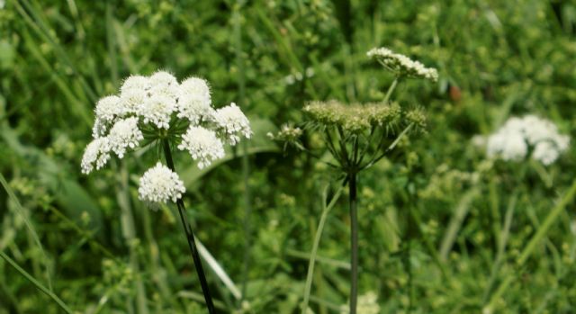 Oenanthe pimpinelloides / Finocchio acquatico comune