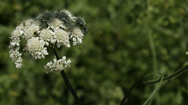 Oenanthe pimpinelloides / Finocchio acquatico comune