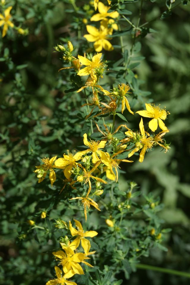 Hypericum perforatum