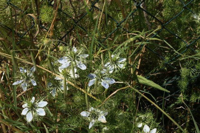 Nigella damascena