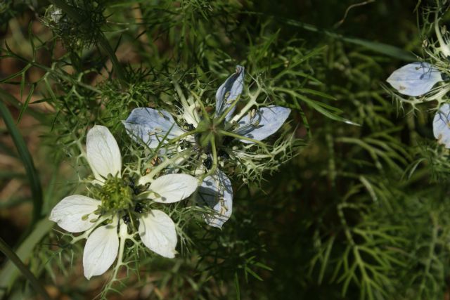 Nigella damascena